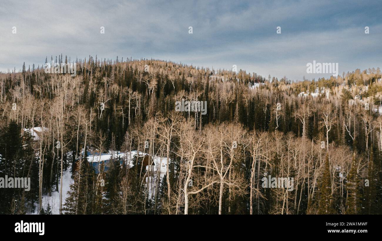 Collines couvertes d'arbres avec de la neige en hiver et quelques cabanes Banque D'Images