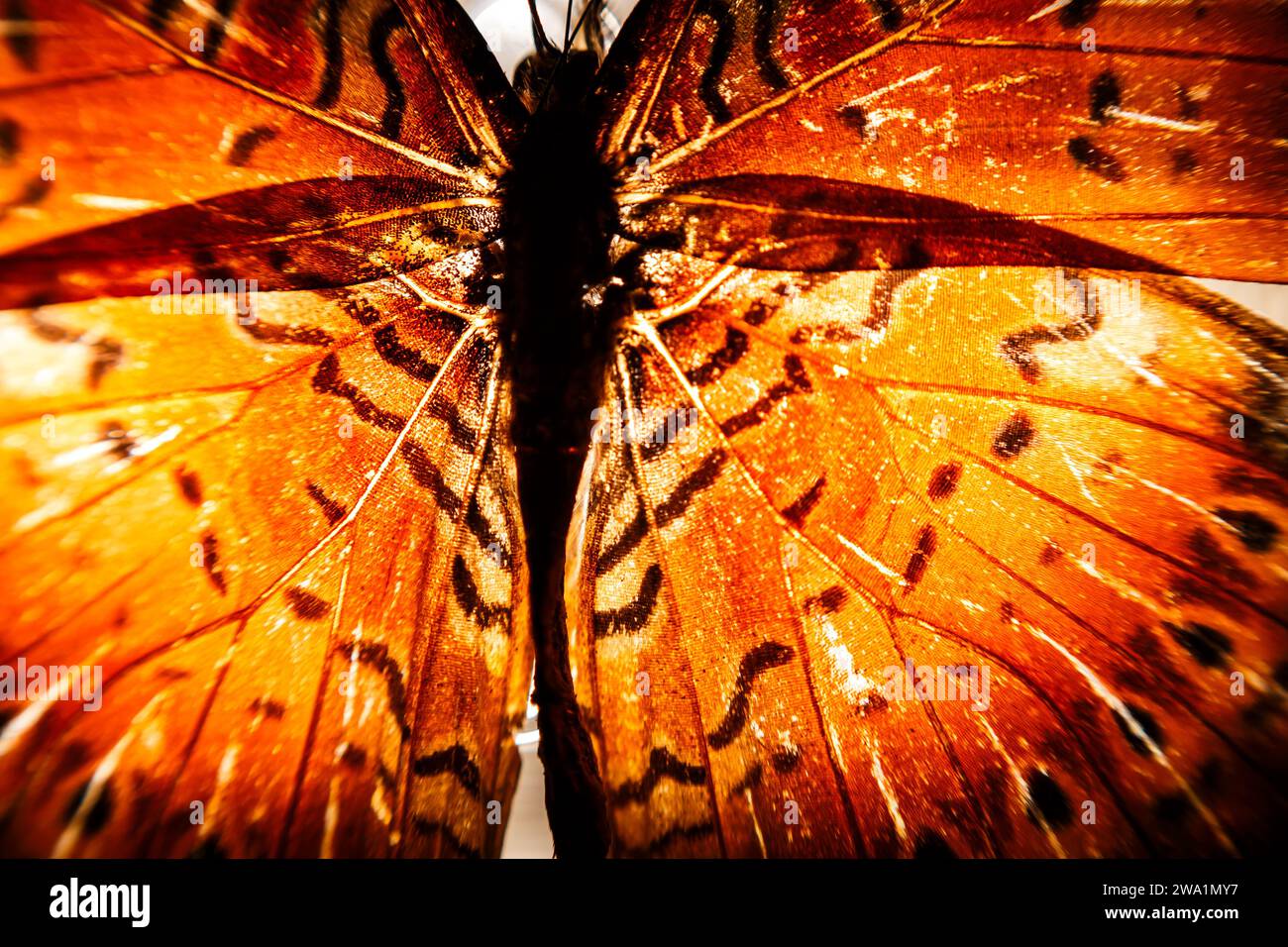 Macro aile papillon à Villajoyosa Banque D'Images