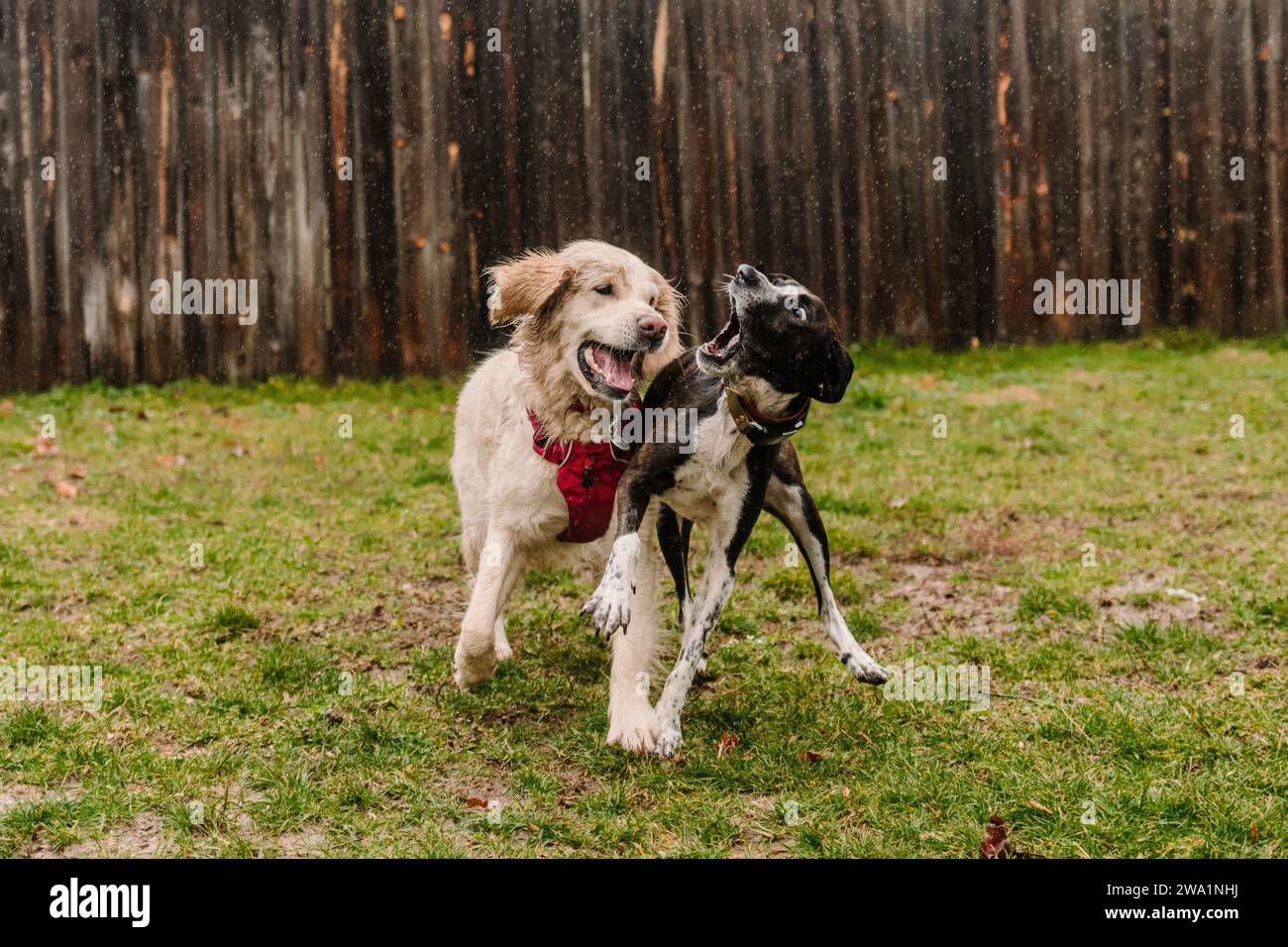 Deux chiens (Golden Retriever et Hound Mix) jouent au combat sous la pluie Banque D'Images