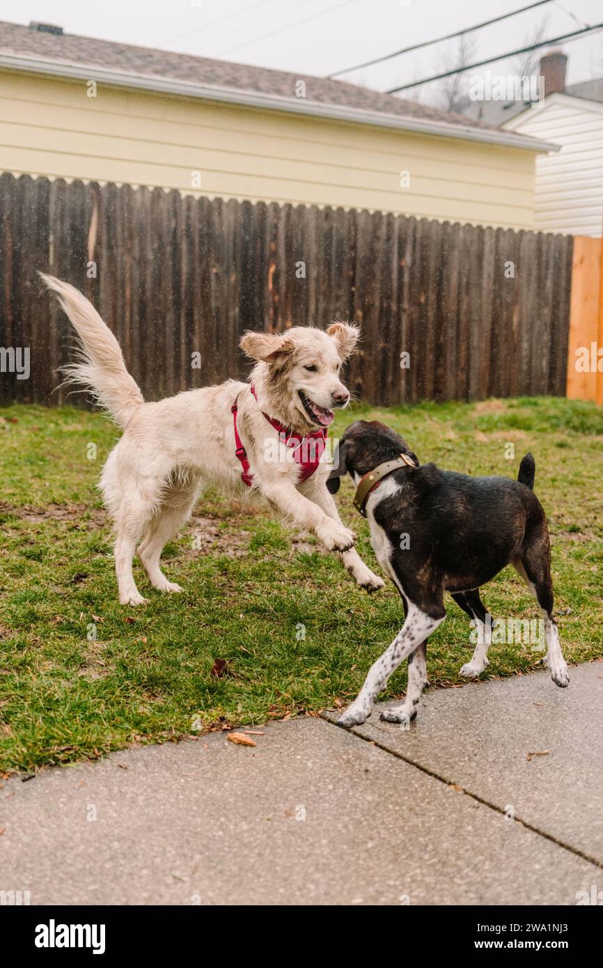 Deux chiens (Golden Retriever et Hound Mix) jouent au combat sous la pluie Banque D'Images