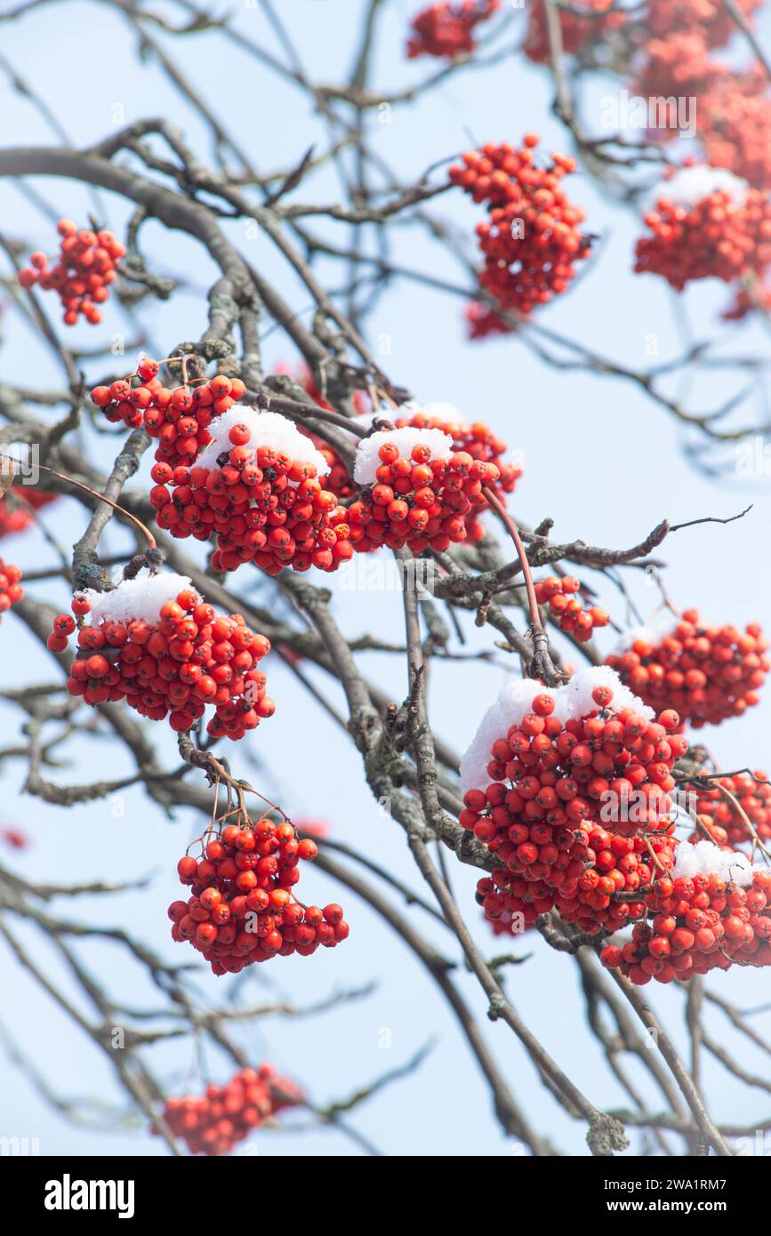 baie de frêne couverte dans fond de neige humeur d'hiver photo 4k baies de rowan sous la neige Banque D'Images