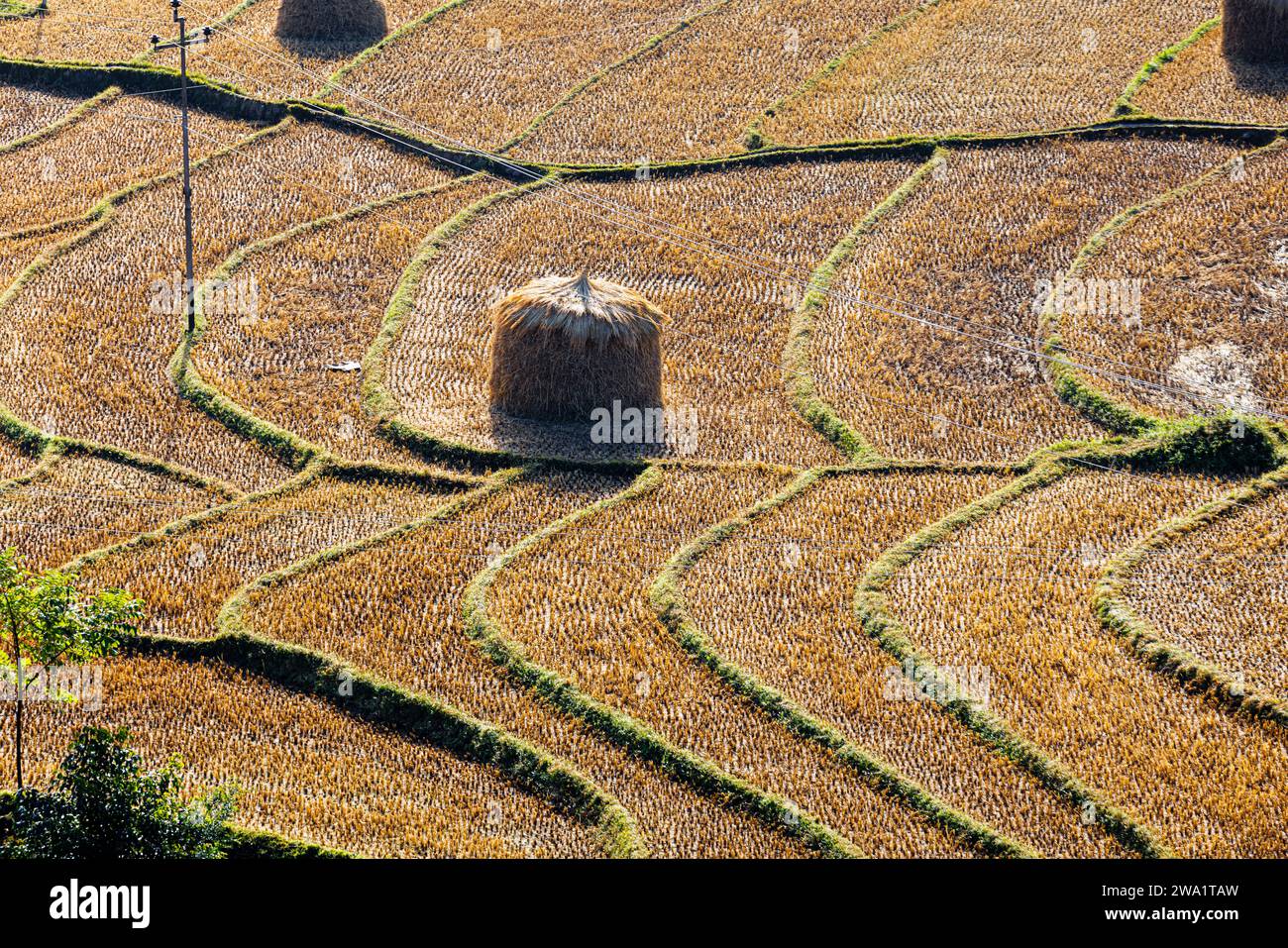 Paysage avec des meules de foin dans des rizières en terrasses typiques à Punakha, Bhoutan, célèbre pour la culture du riz, vu après la récolte en automne Banque D'Images