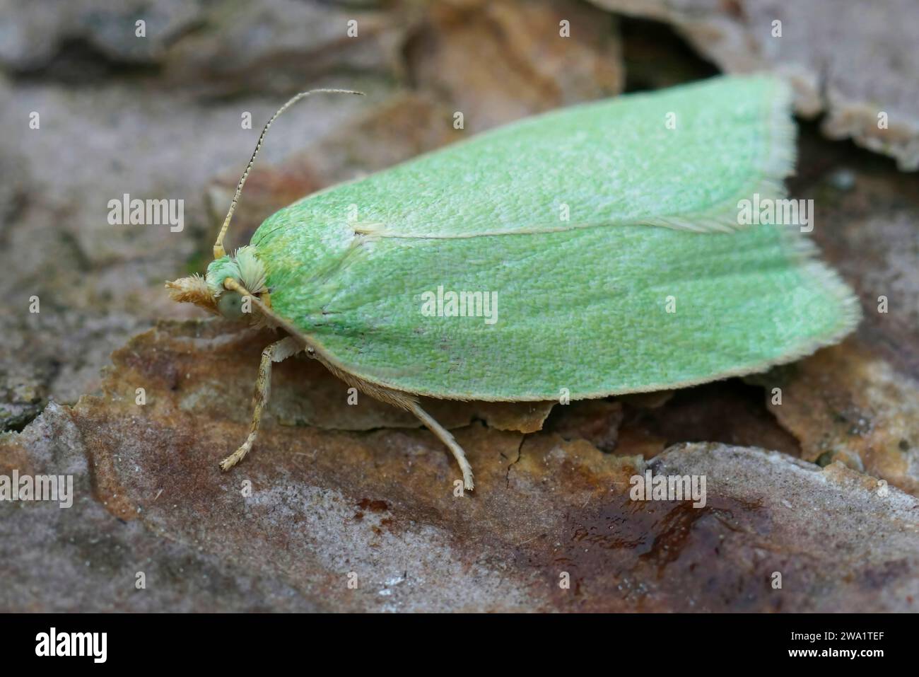 Gros plan naturel d'un petit vert chêne tortrix micro papillon, tortrix viridana sur bois Banque D'Images