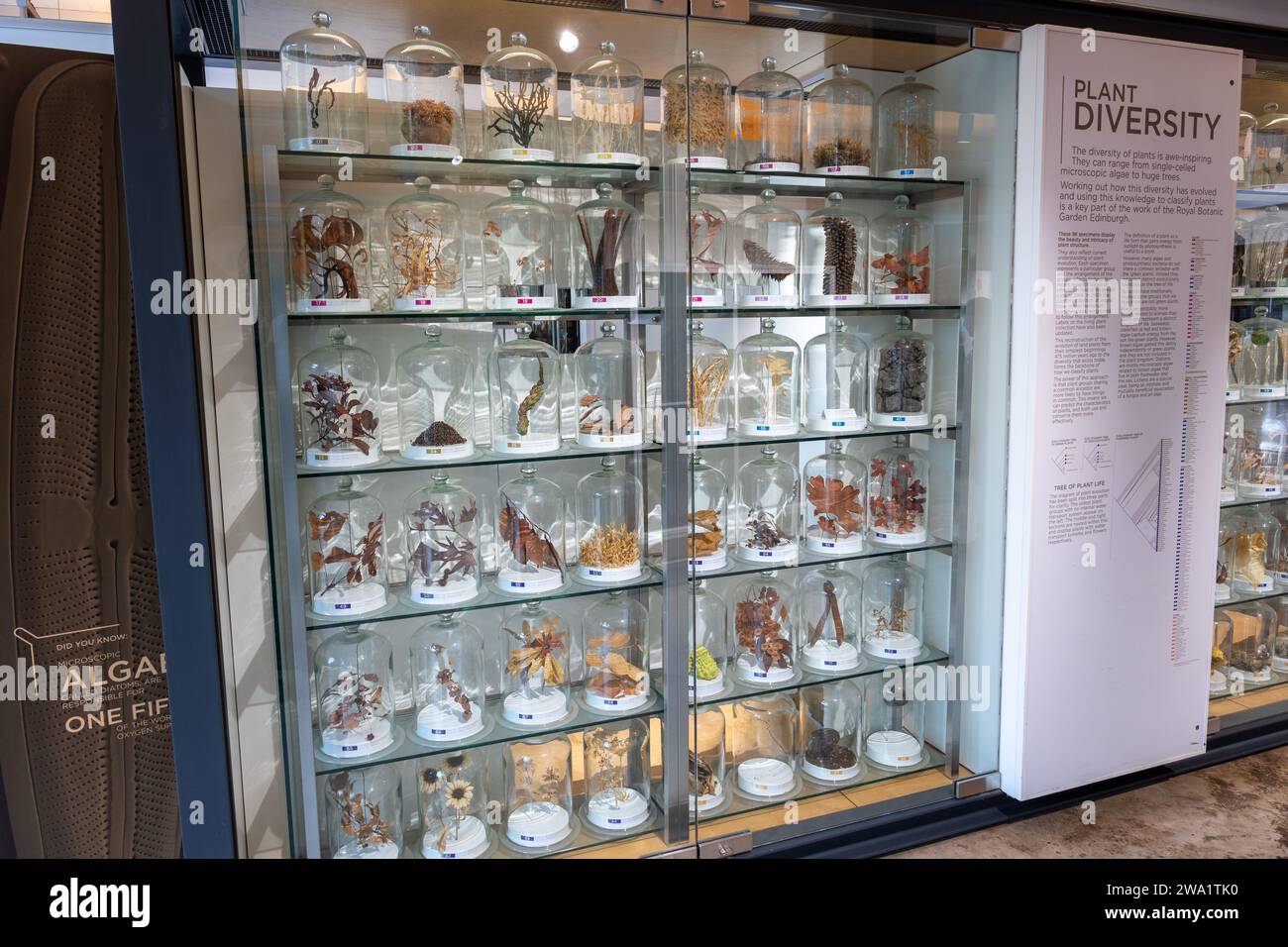 Exposition de diversité végétale dans le pavillon du jardin botanique royal dans la ville d'Édimbourg, Écosse, Royaume-Uni, grande collection de différents types de plantes en ja Banque D'Images