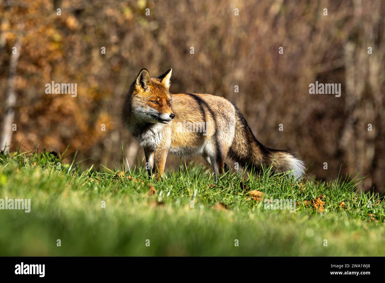 Gros plan du renard roux en hiver Banque D'Images