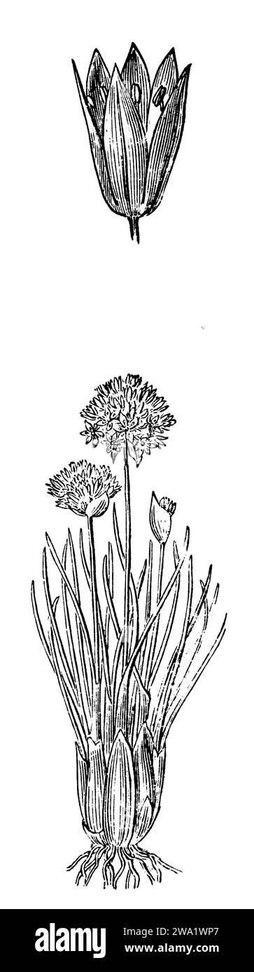 Ciboulette, Allium schoenoprasum, H. Gedan U. A.W. (livre de botanique, 1910), Schnittlauch, Ciboulette Banque D'Images