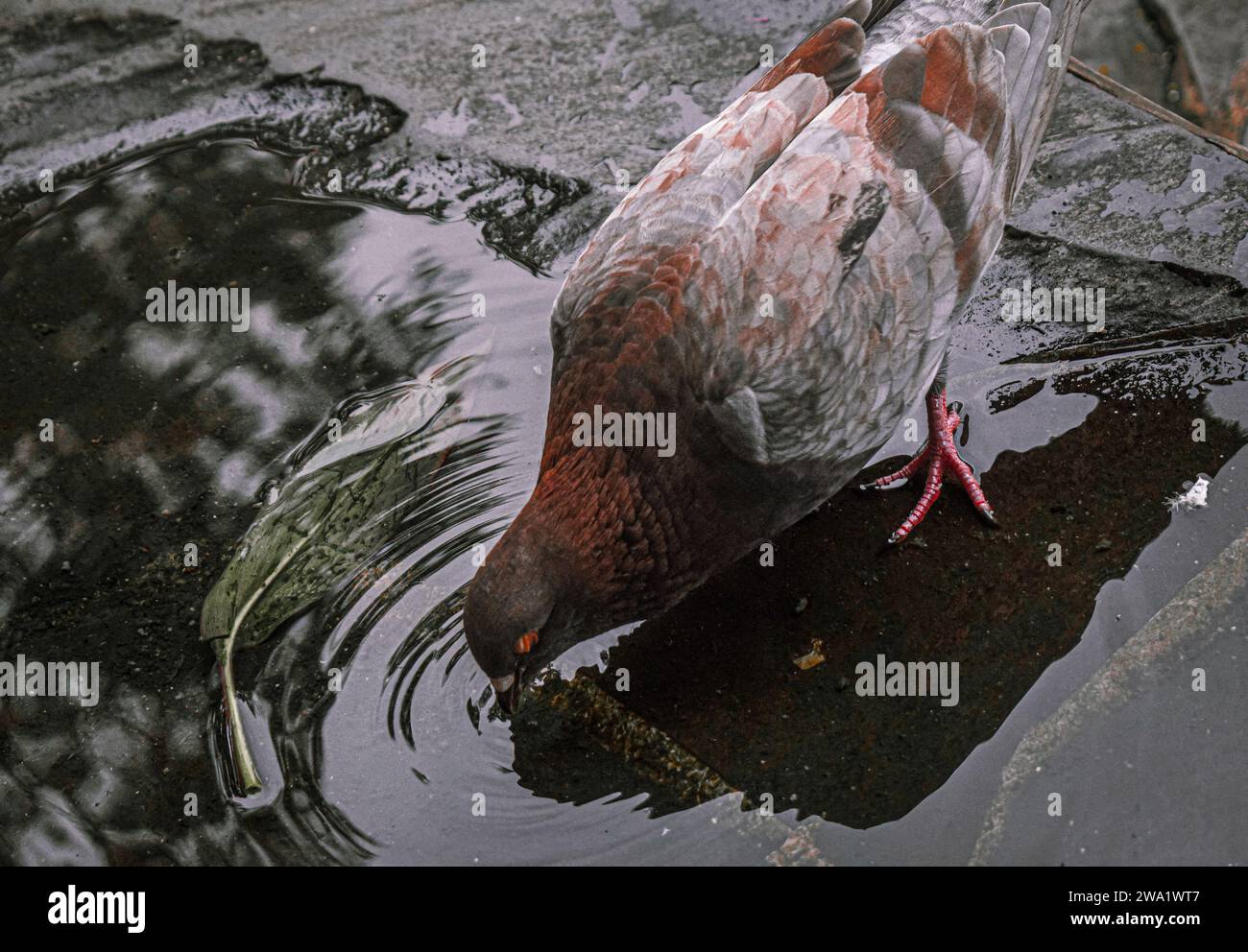 Les oiseaux à plumes rouges, noires et blanches boivent de l'eau au milieu de la place de la ville de Malang, Java oriental, le 1 janvier 2024. Banque D'Images