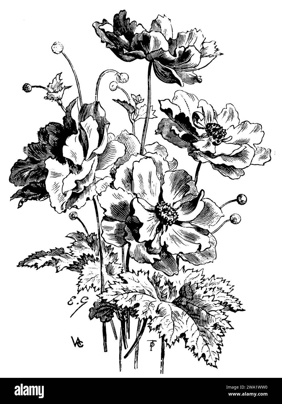 Thimbleweed japonais var. Reine Charlotte, Anemone hupehensis, (, 1911), Herbst-Anemone var. Reine Charlotte, Anemone hupehensis var. Reine Charlotte Banque D'Images