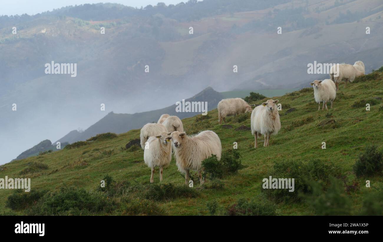 Troupeau de moutons paissant sur un sommet de montagne Banque D'Images