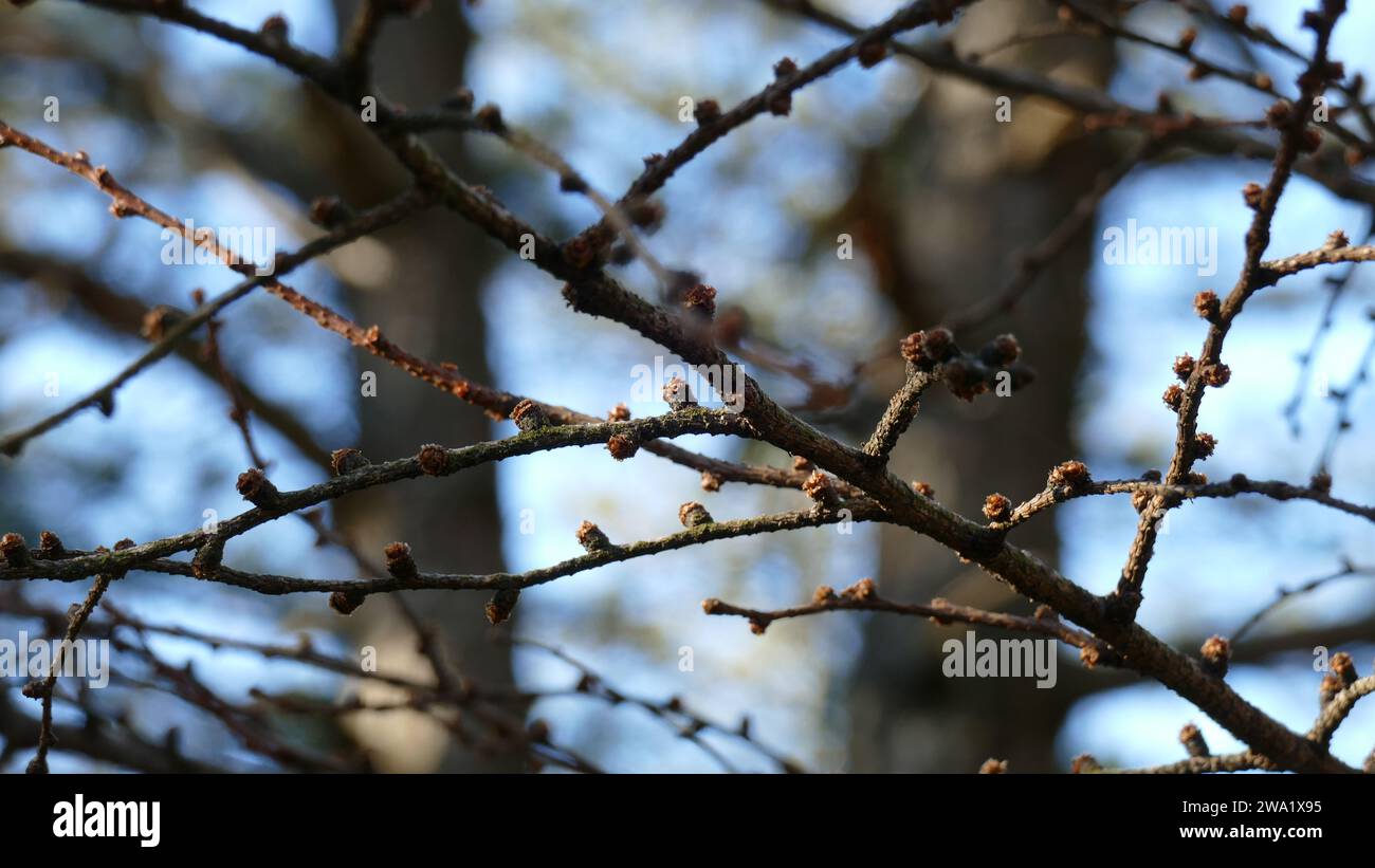 Arbre avec des branches sans feuilles en automne Banque D'Images