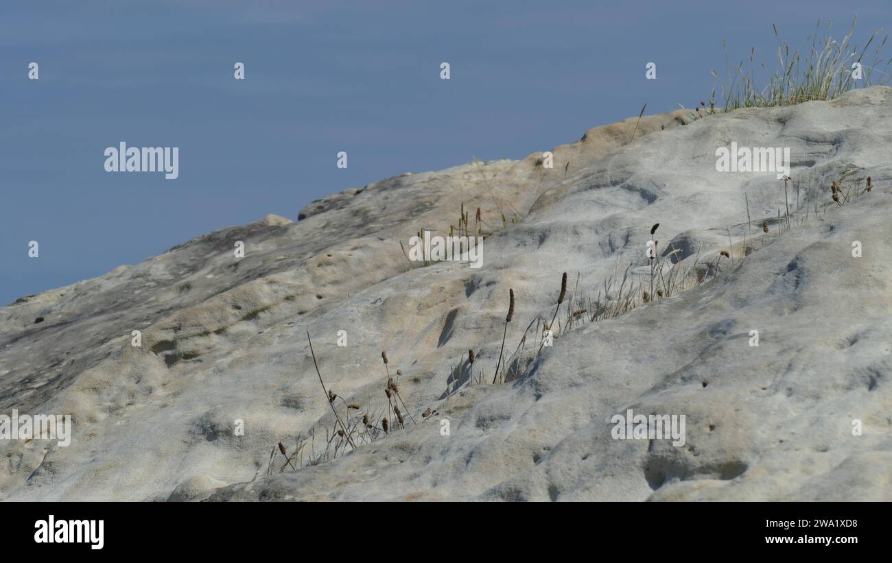 Grès avec des plantes sur le rivage de la mer Banque D'Images