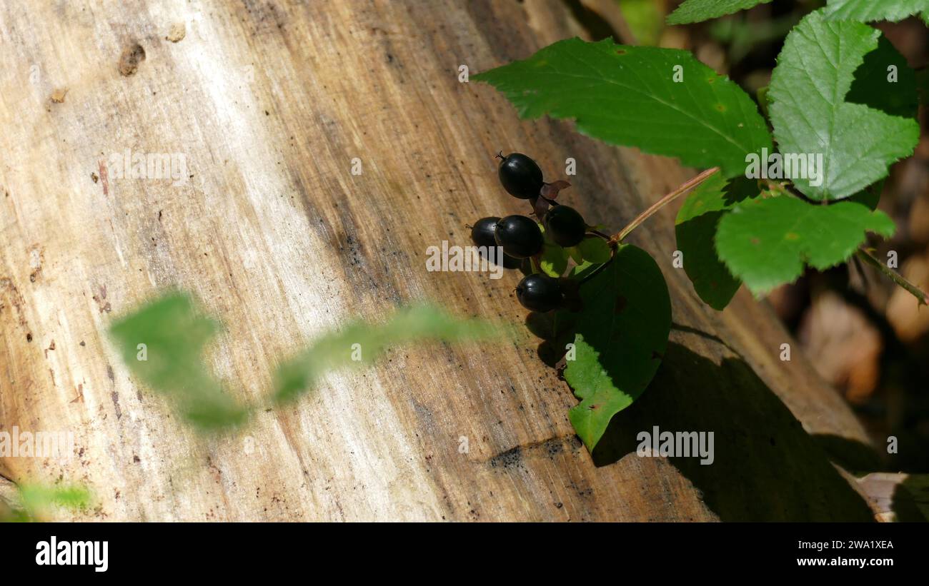 Tronc d'arbre à côté d'une plante avec des baies noires Banque D'Images