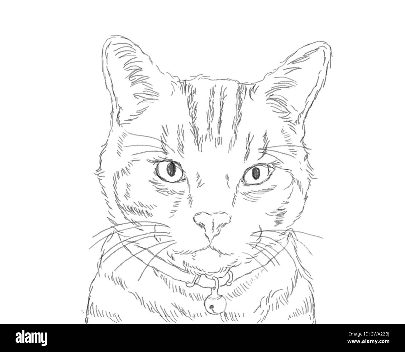 Mignon portrait de chat shorthair américain. Dessin d'esquisse en noir et blanc. Concept d'animal domestique. Banque D'Images