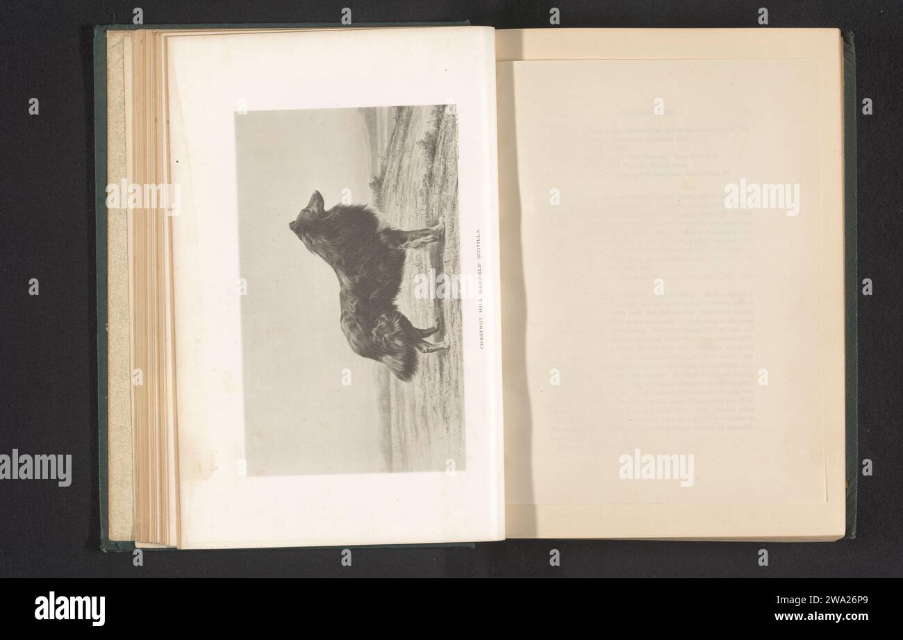 Reproduction d'une peinture d'un collie, anonyme, c. 1883 - en ou avant 1888 impression photomécanique New York (ville) papier collotype chien (avec NOM de l'espèce) Banque D'Images