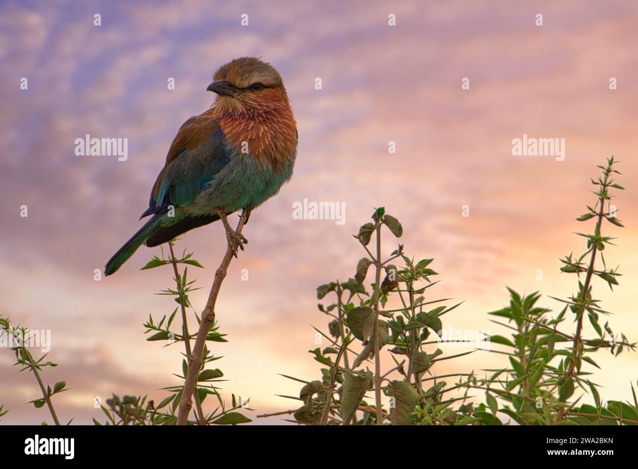 Beaux oiseaux colorés dans l'est de Tsavo, Tsavo Ouest et Amboseli Parc National au Kenya Banque D'Images