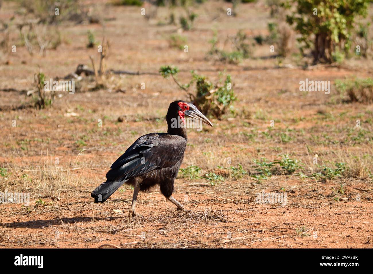 Beaux oiseaux colorés dans l'est de Tsavo, Tsavo Ouest et Amboseli Parc National au Kenya Banque D'Images