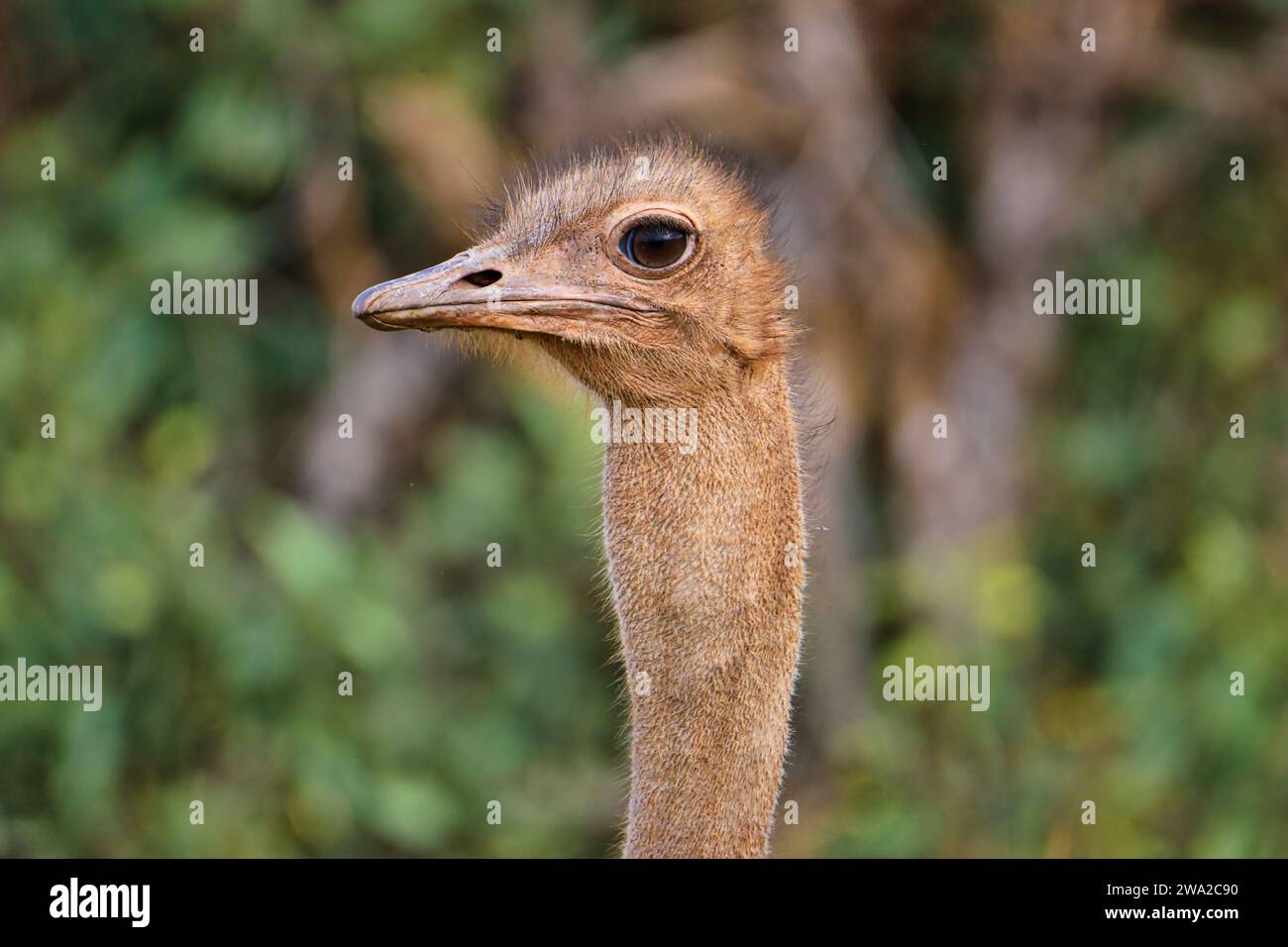 Beaux oiseaux colorés dans l'est de Tsavo, Tsavo Ouest et Amboseli Parc National au Kenya Banque D'Images