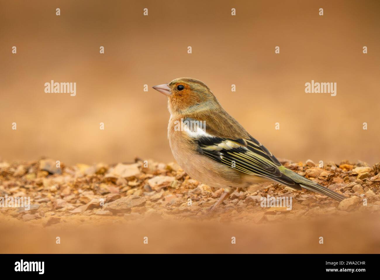 Chaffinch commun - Fringilla coelebs, bel oiseau perché coloré des forêts du Vieux monde, Andalousie, Espagne. Banque D'Images