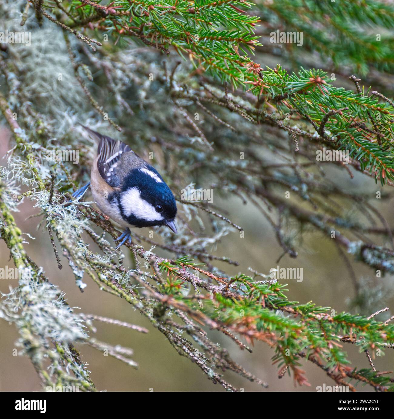 Mésange noire Banque D'Images