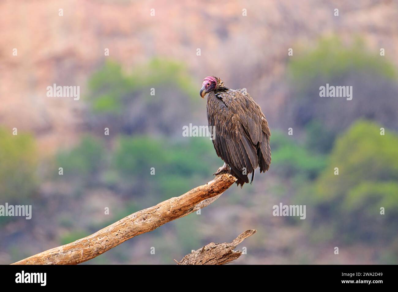 Beaux oiseaux colorés dans l'est de Tsavo, Tsavo Ouest et Amboseli Parc National au Kenya Banque D'Images