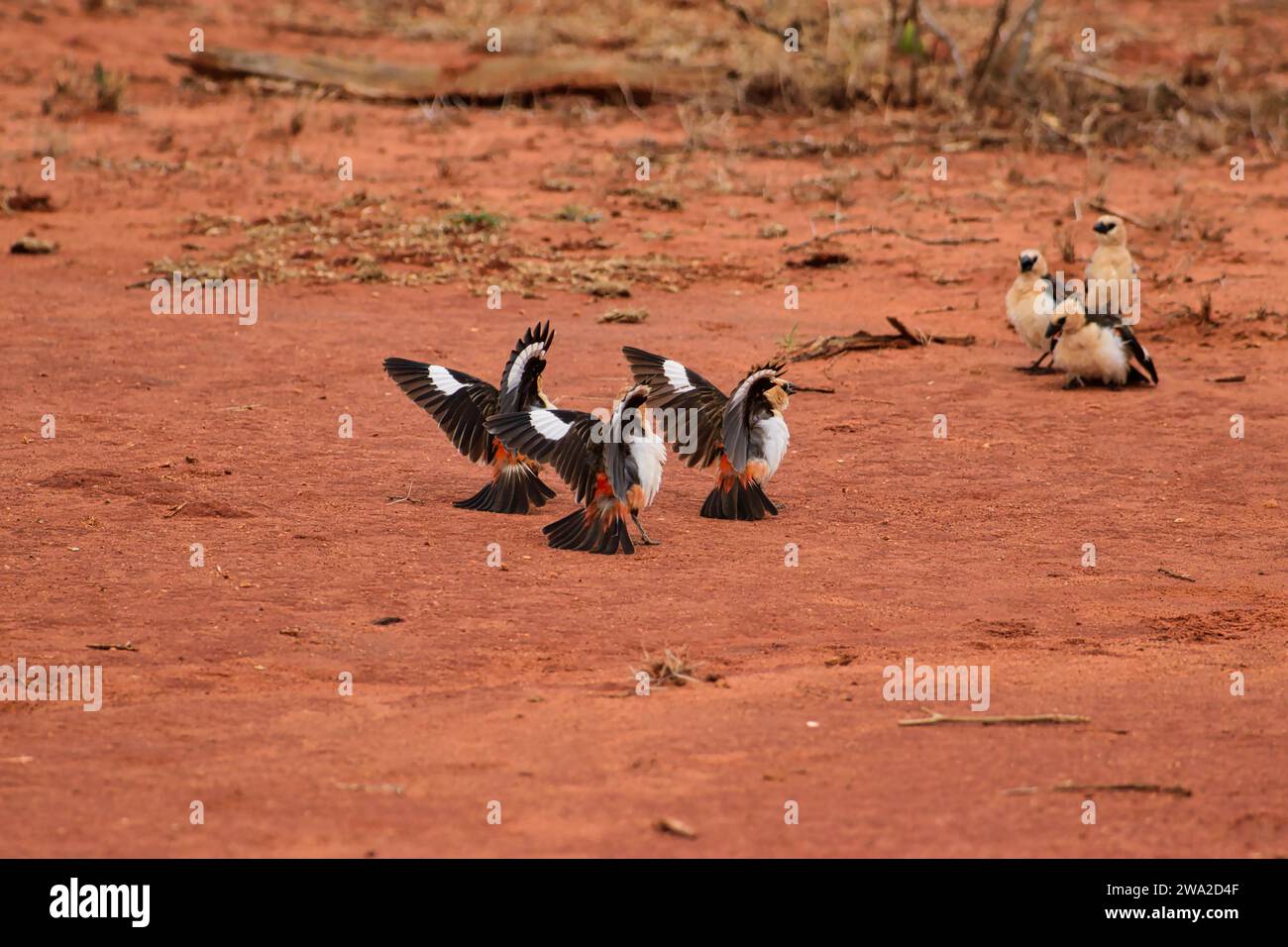 Beaux oiseaux colorés dans l'est de Tsavo, Tsavo Ouest et Amboseli Parc National au Kenya Banque D'Images