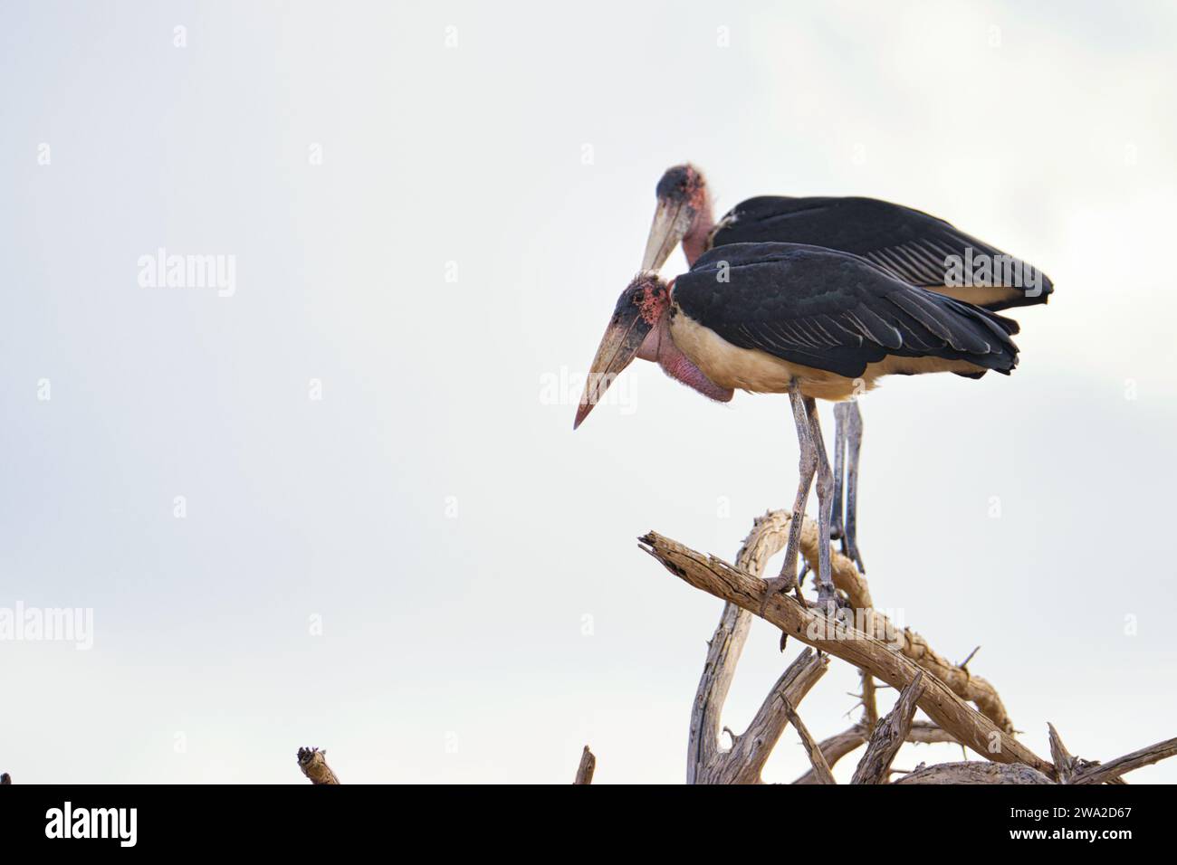 Beaux oiseaux colorés dans l'est de Tsavo, Tsavo Ouest et Amboseli Parc National au Kenya Banque D'Images