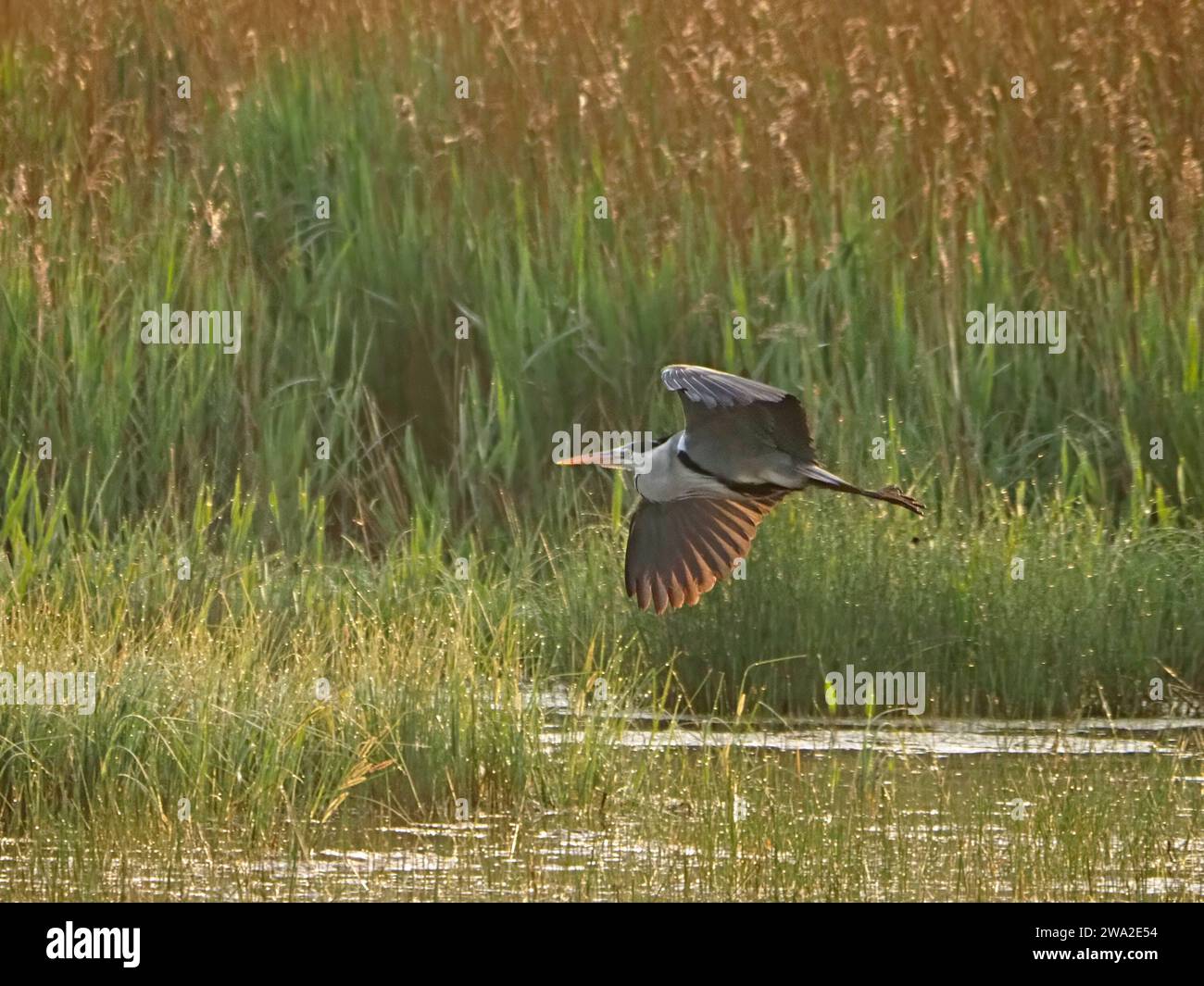 Héron gris (Ardea cinerea) en vol au-dessus de Reedbed, entrant dans la terre dans la piscine de pêche à la réserve naturelle de RSPB Leighton Moss Lancashire, Angleterre, Royaume-Uni Banque D'Images