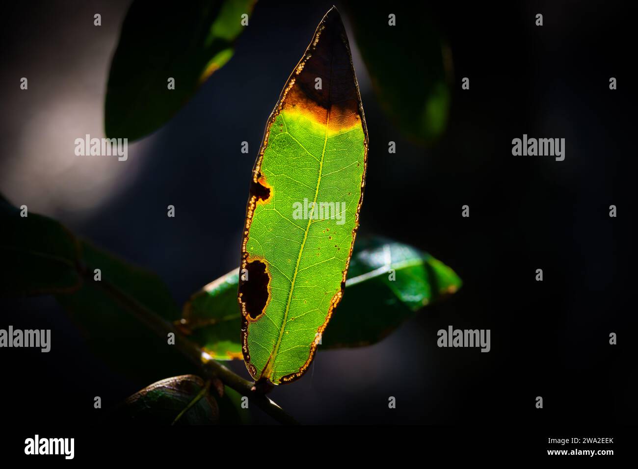 Feuille d'arbre verte endommagée par le gel Banque D'Images