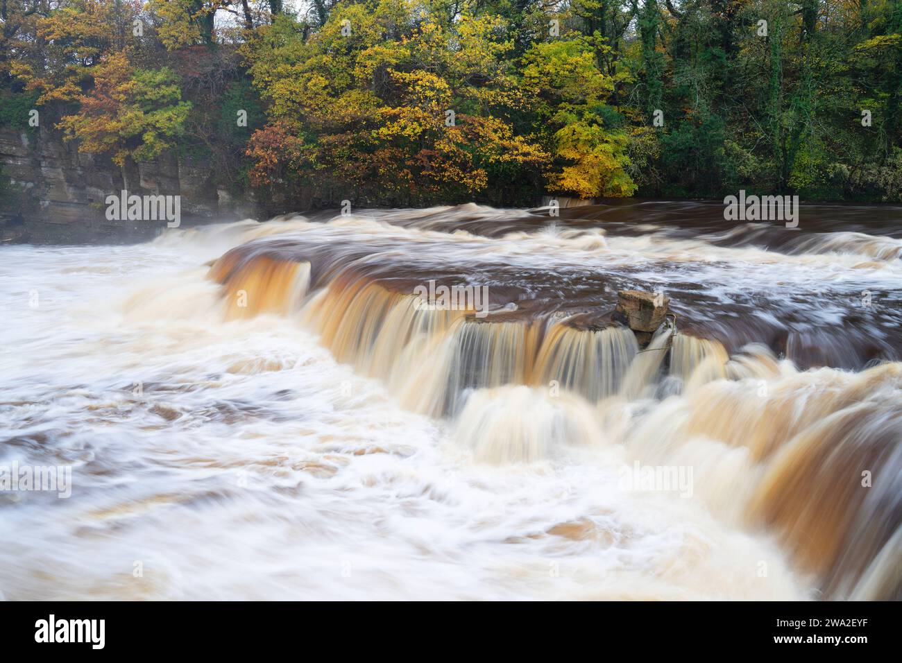 Chutes de Richmond en spate - haute eau aux chutes de Richmond en automne - Yorkshire, Royaume-Uni Banque D'Images