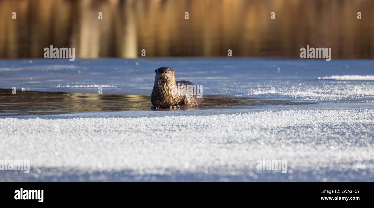 Loutre de rivière sur le lac Blaisdell dans le nord du Wisconsin. Banque D'Images