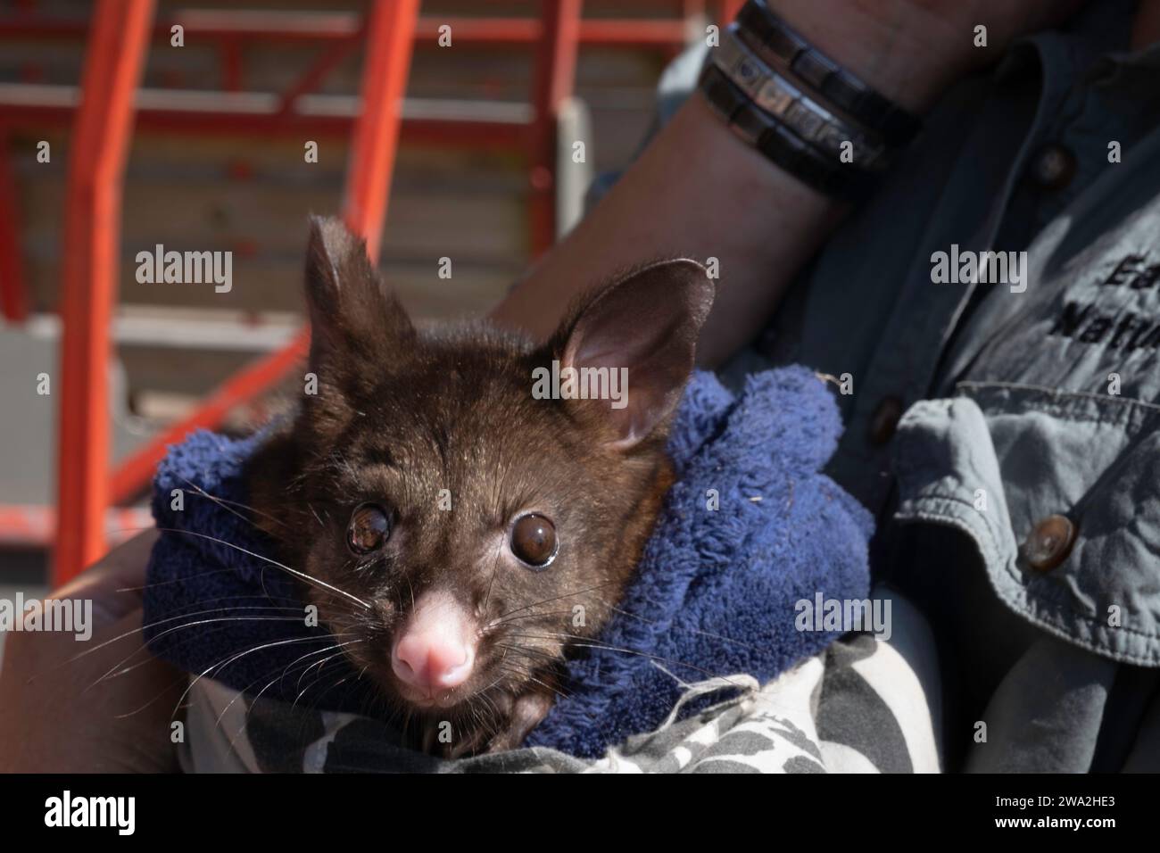 Un employé du sanctuaire Natureworld de la côte est à Bicheno tient un bébé diable de Tasmanie dans une serviette Banque D'Images