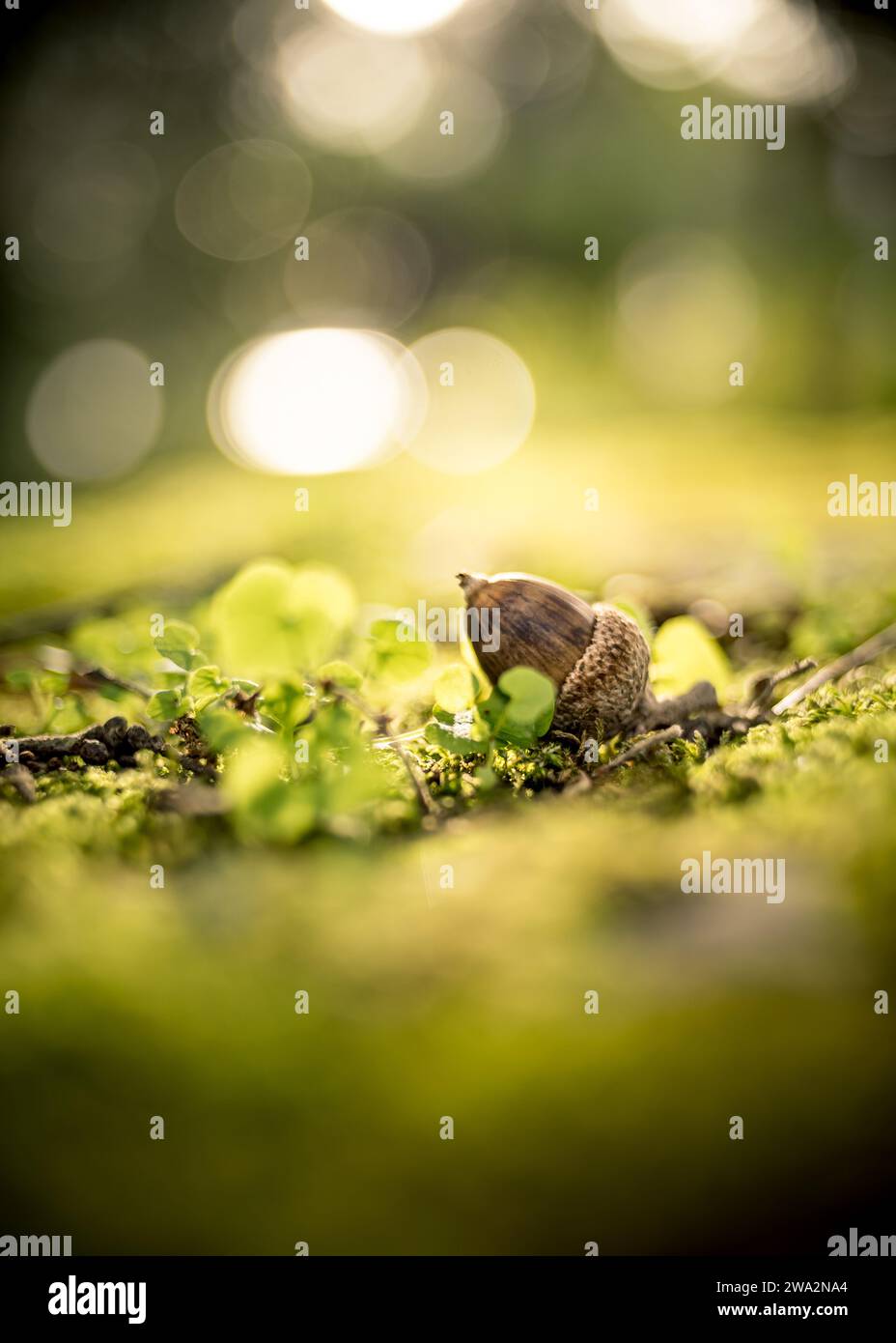gros plan d'un gland de chêne tombé dans un environnement vert flou. glands sur mousse verte dans la forêt, espace pour le texte. concept de nature . format portrait Banque D'Images