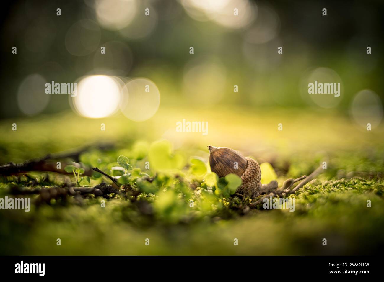 gros plan d'un gland de chêne tombé dans un environnement vert flou. glands sur mousse verte dans la forêt, espace pour le texte. concept de nature . format portrait Banque D'Images