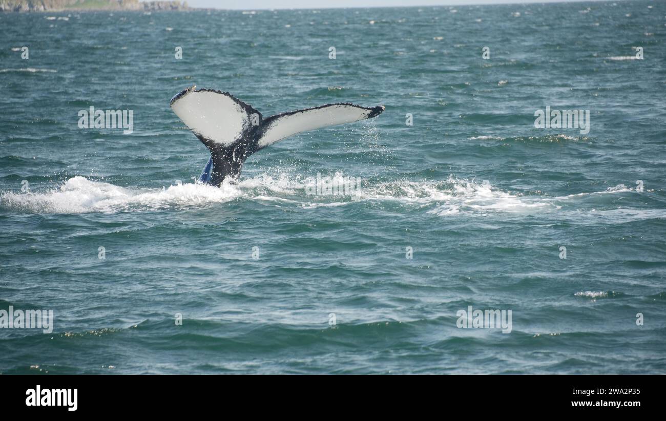Humpback Whale tail fin Banque D'Images
