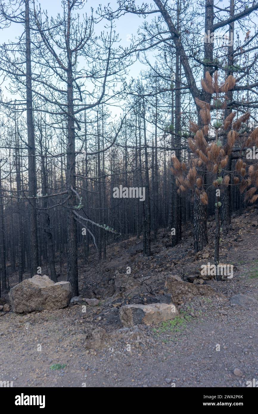 Arbres carbonisés sur l'île canarienne de Tenerife après des incendies de forêt en 2023 Banque D'Images
