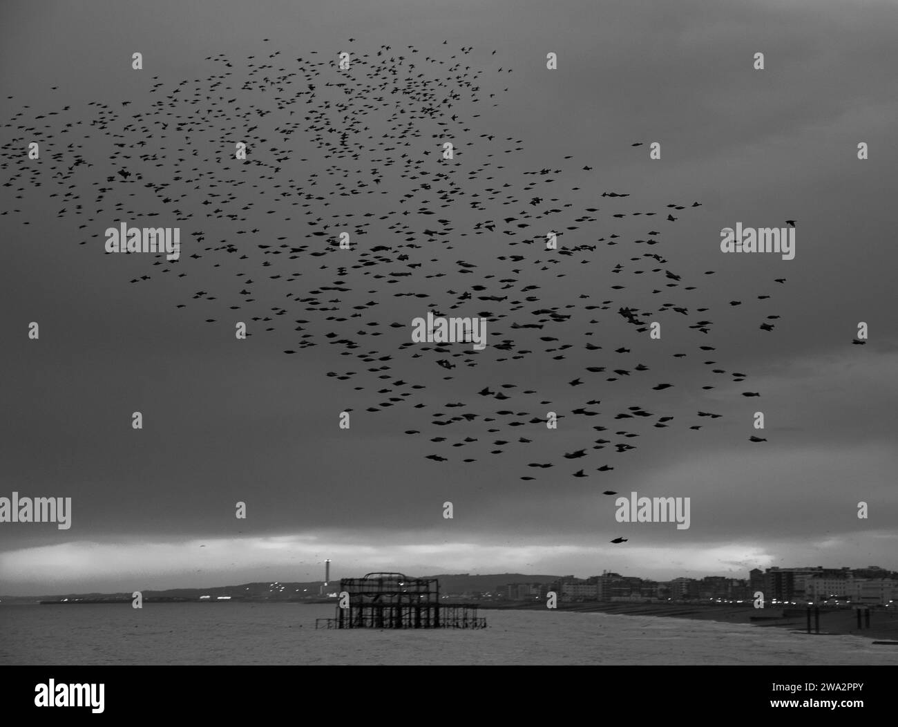 Une photo monochrome d'un troupeau d'étourneaux murmurant dans le ciel au-dessus de Brighton Banque D'Images