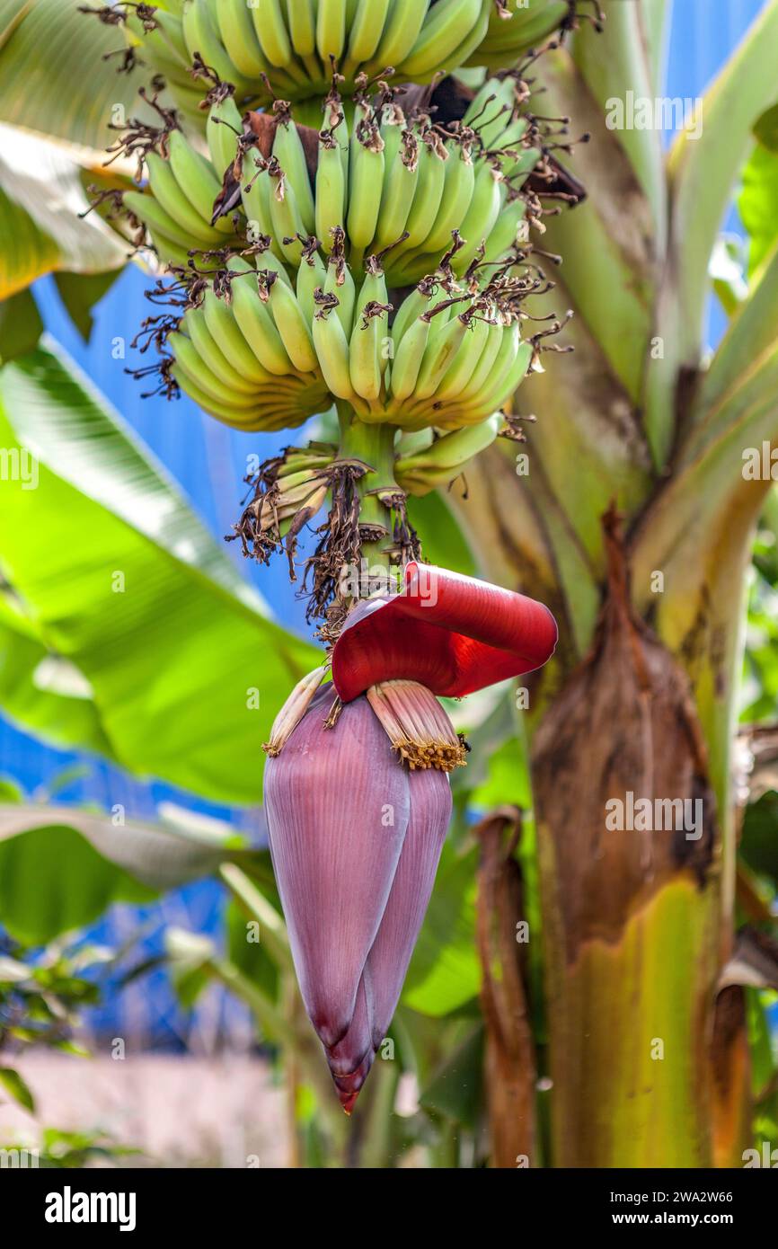 Bananes et fleur de banane, Cambodge Banque D'Images