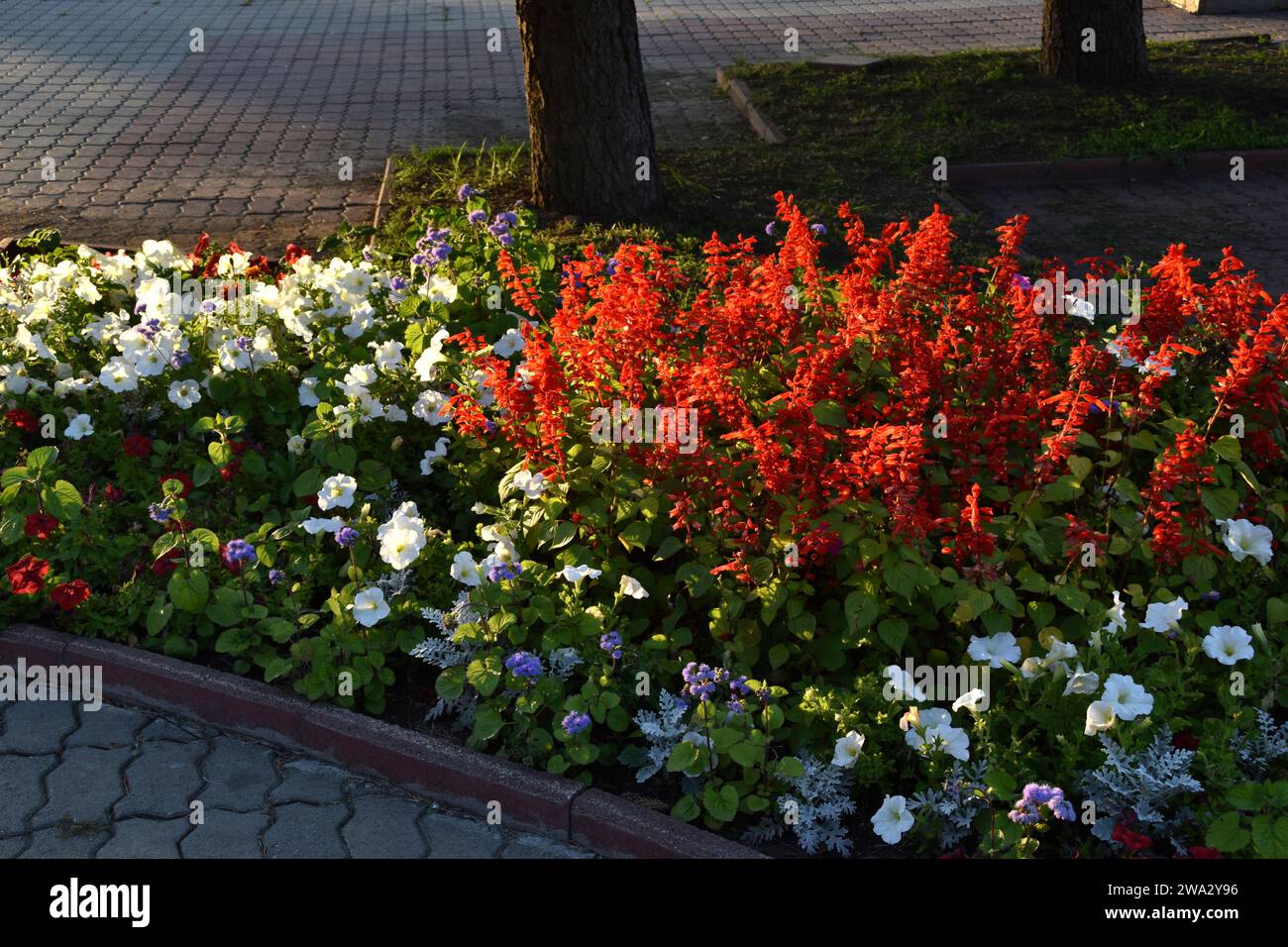 Salvia rouge et pétunia fleurs sur un parterre de fleurs le soir dans la ville. Un beau parterre de fleurs dans la ville. Banque D'Images