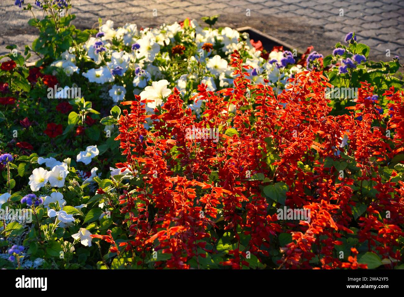 Salvia rouge et pétunia fleurs sur un parterre de fleurs le soir dans la ville. Un beau parterre de fleurs dans la ville. Banque D'Images