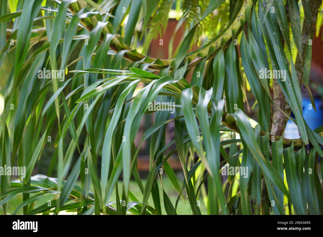 Grammatophyllum speciosum (également appelée orchidée géante, orchidée tigrée, orchidée de canne à sucre, reine des orchidées, anggrek tebu) sur l'arbre. Banque D'Images