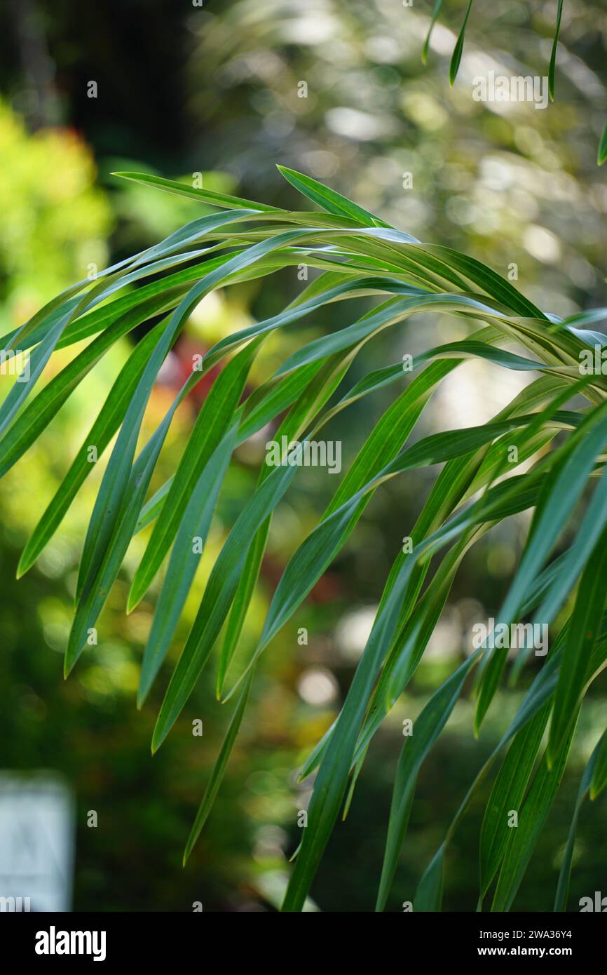 Grammatophyllum speciosum (également appelée orchidée géante, orchidée tigrée, orchidée de canne à sucre, reine des orchidées, anggrek tebu) sur l'arbre. Banque D'Images