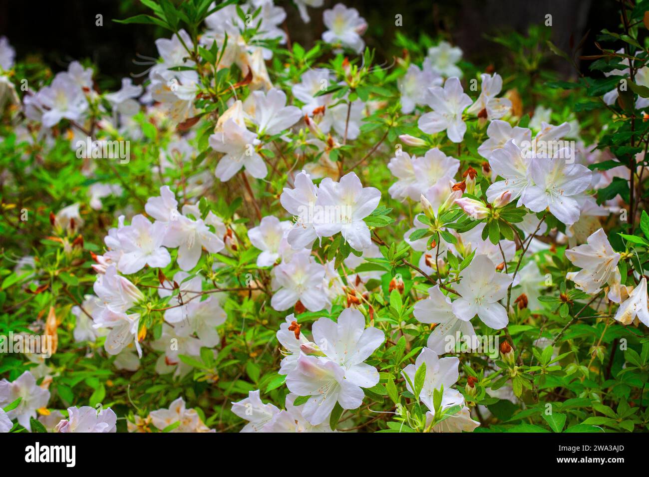 Buisson azalée blanc fraîchement fleuri avec des feuilles vert foncé Banque D'Images