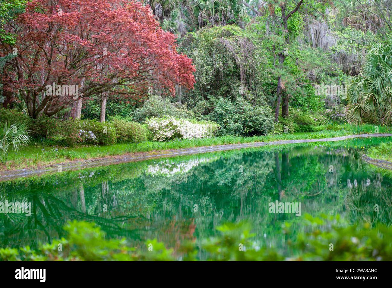 Jardin magnifiquement entretenu au parc national Maclay Gardens à Tallahassee, Floride Banque D'Images