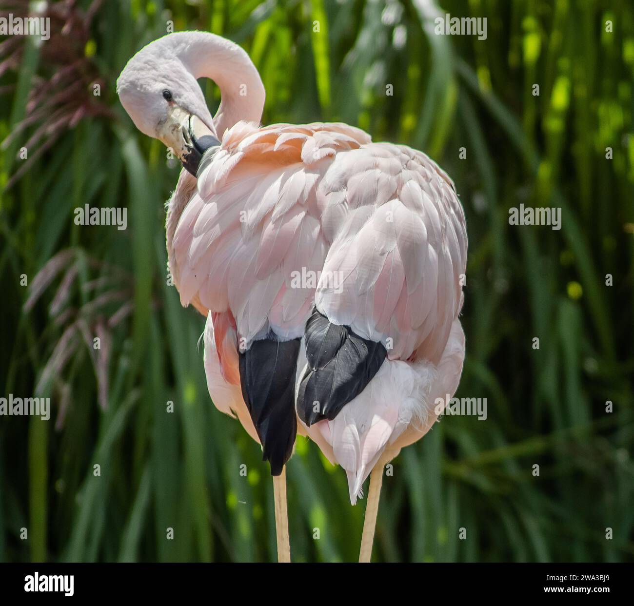Diverses espèces de faune sauvage au Royaume-Uni, y compris les mammifères, les ravages, les échassiers et les oiseaux de jardin Banque D'Images