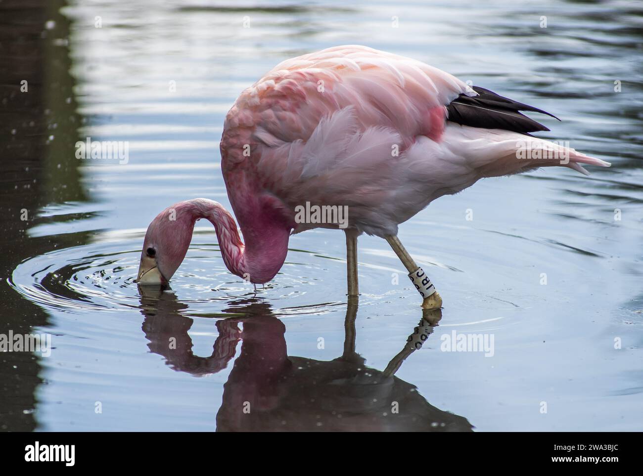 Diverses espèces de faune sauvage au Royaume-Uni, y compris les mammifères, les ravages, les échassiers et les oiseaux de jardin Banque D'Images