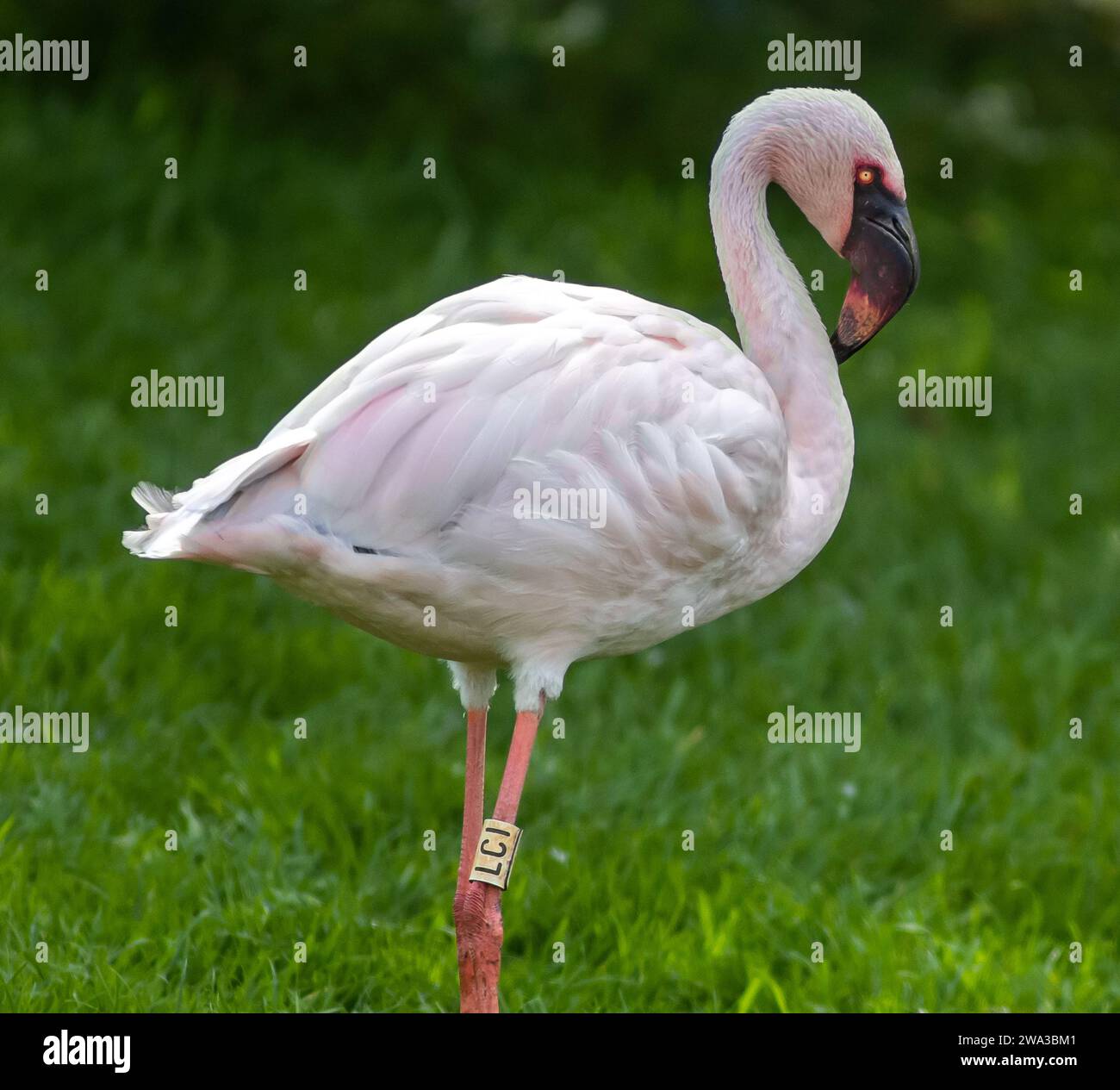 Diverses espèces de faune sauvage au Royaume-Uni, y compris les mammifères, les ravages, les échassiers et les oiseaux de jardin Banque D'Images