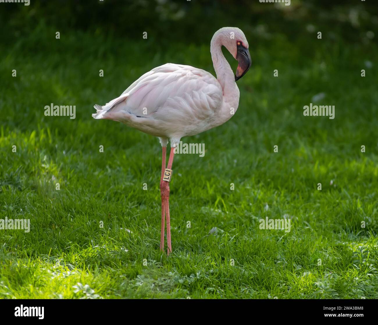 Diverses espèces de faune sauvage au Royaume-Uni, y compris les mammifères, les ravages, les échassiers et les oiseaux de jardin Banque D'Images