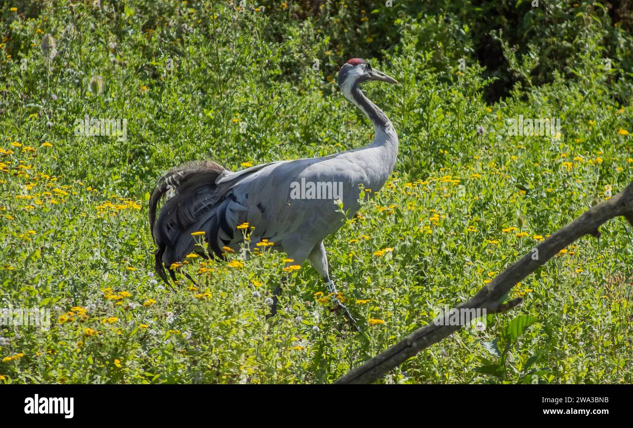 Diverses espèces de faune sauvage au Royaume-Uni, y compris les mammifères, les ravages, les échassiers et les oiseaux de jardin Banque D'Images