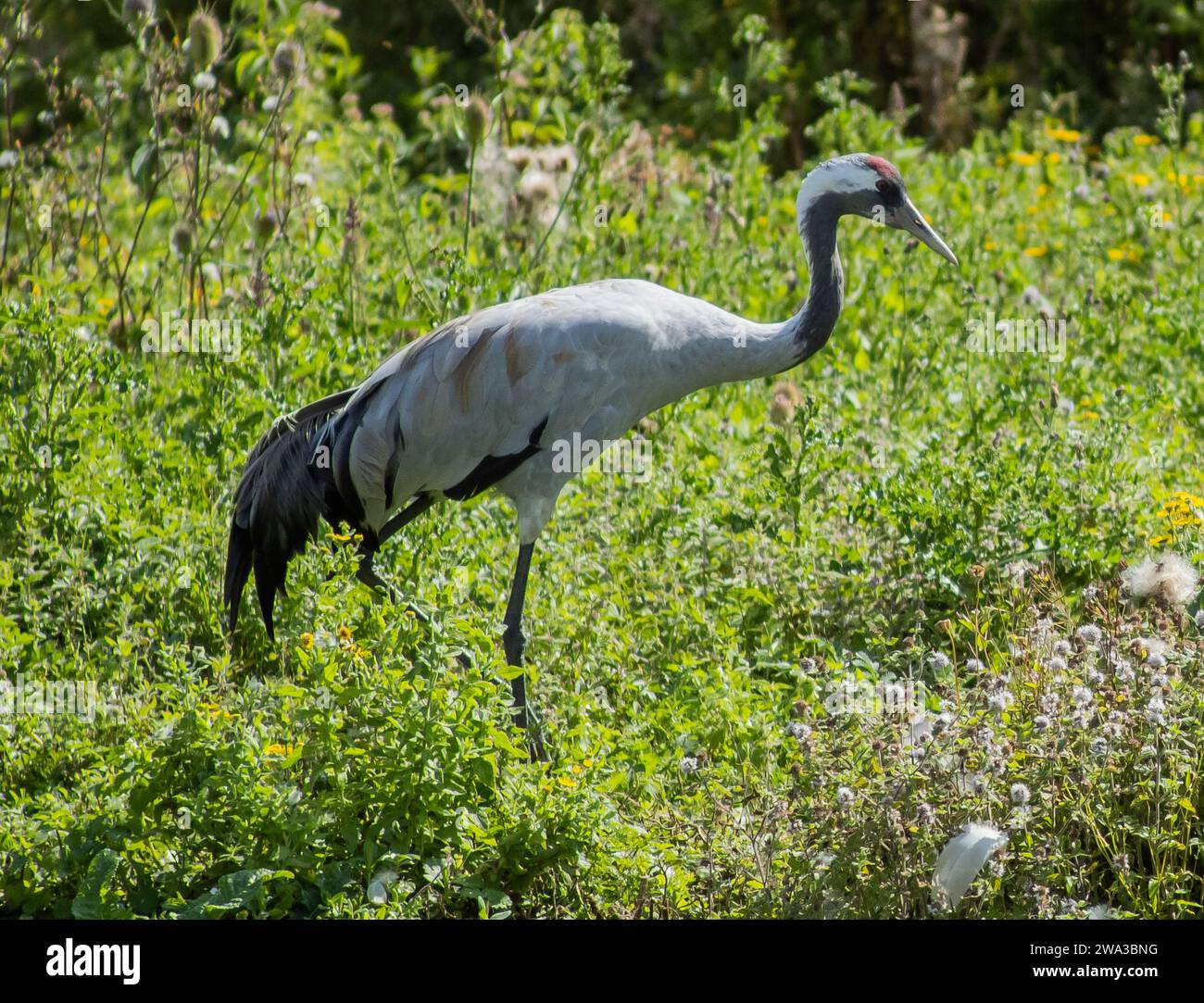 Diverses espèces de faune sauvage au Royaume-Uni, y compris les mammifères, les ravages, les échassiers et les oiseaux de jardin Banque D'Images