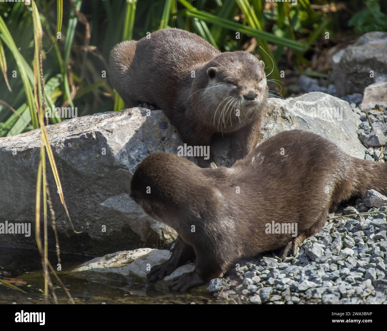Diverses espèces de faune sauvage au Royaume-Uni, y compris les mammifères, les ravages, les échassiers et les oiseaux de jardin Banque D'Images